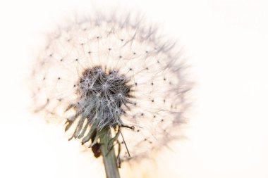 Çayırdaki Karahindiba