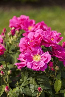 Rosa Gallica 