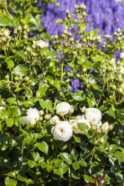 Tarımsal güller her bahçeye muhteşem bir katkı sağlar. Özellikle de çiçek açtıkları dönemde..