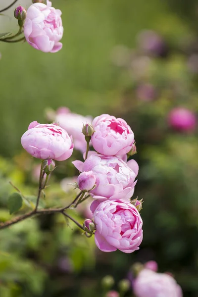 Blooming rose "Raubritter" — Stock Photo, Image