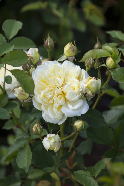 The Piligrim - English Rose — Stock Photo, Image