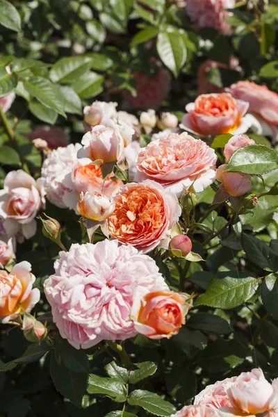 Roses "Cippendale" (Rosen Tantau),Germany — Stock Photo, Image