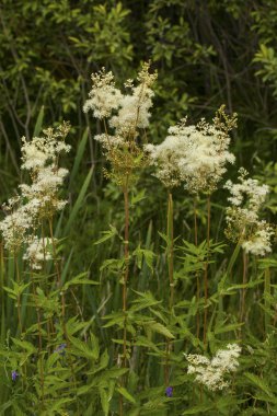 Filipendula ulmaria bitki