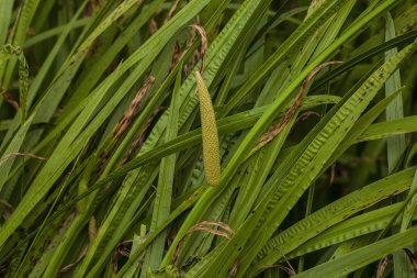 Tatlı bayrak veya Hint kamışı olarak da adlandırılan Acorus Hint kamışı-.