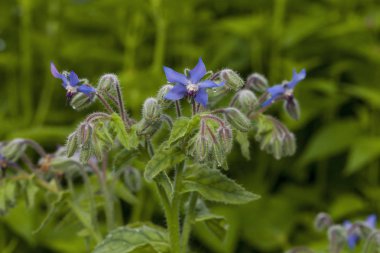 Hodan çiçekler (Borago officinalis)