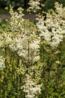  Erkeç sakalı (Filipendula ulmaria)
