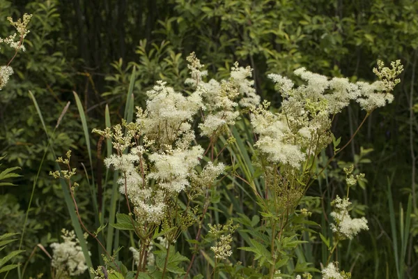 Filipendula ulmaria bitki