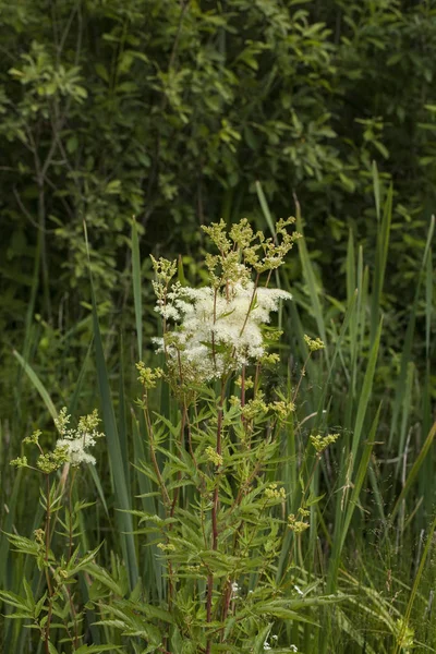 Filipendula ulmaria-Pflanze — Stockfoto