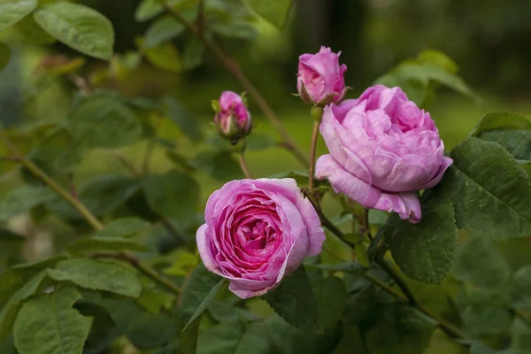 Rosa Centifolia (Provence gül veya lahana gül ) — Stok fotoğraf