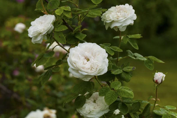 Rose "Madame Hardy" blossoms in a summer garden — Stock Photo, Image