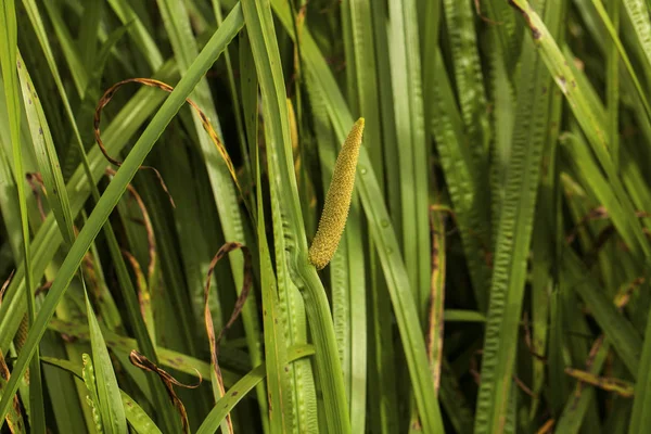Tatlı bayrak veya Hint kamışı olarak da adlandırılan Acorus Hint kamışı-.
