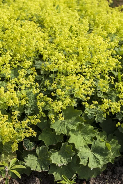 治癒ハーブ植物アルケミラ モリス Alchemilla Mollis 庭の女性用マントルまたは女性用マントルで バラ科の草本多年生植物の属です — ストック写真