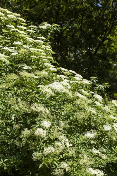 Sambucus florece en verano — Foto de Stock