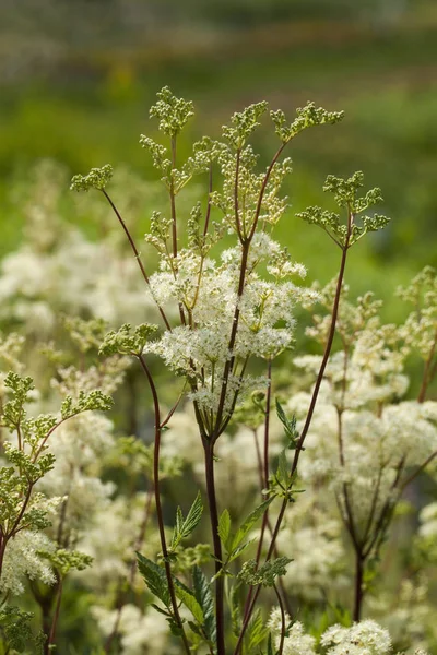 Meadowsweet (Filipendula ulmaria) ) — стоковое фото