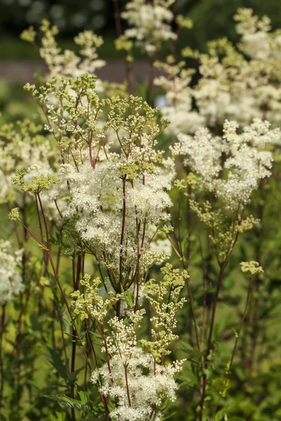 புல்வெளி இனிப்பு (Filipendula Ulmaria) ) — ஸ்டாக் புகைப்படம்