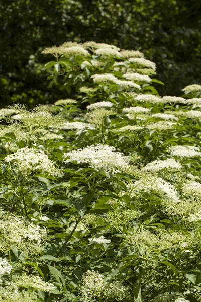 Sambucus floresce no verão — Fotografia de Stock