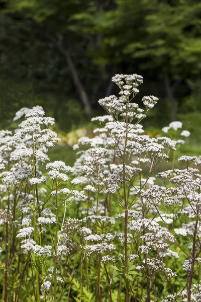 Цветы Valeriana officinalis — стоковое фото