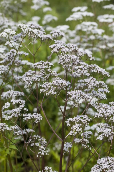 Цветы Valeriana officinalis — стоковое фото