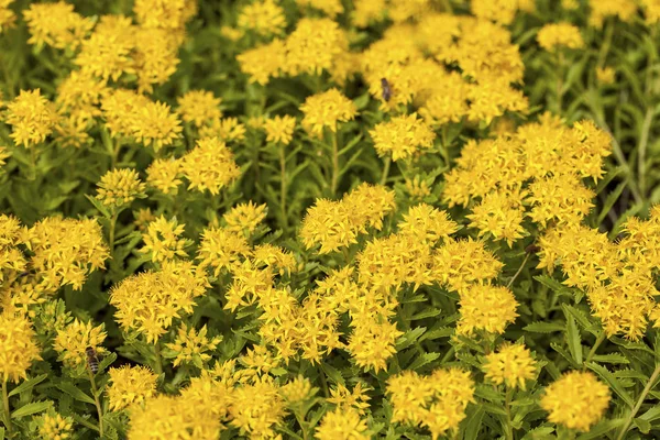 Blühender Sedum aizoon — Stockfoto