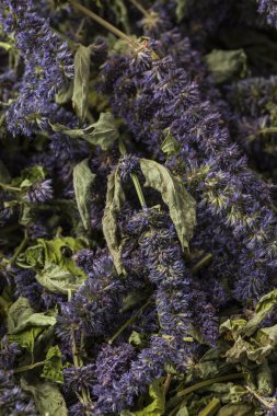  Anason çördük (Agastache foeniculum). 