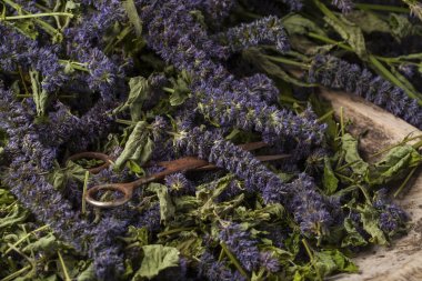 Anason çördük (Agastache foeniculum). 