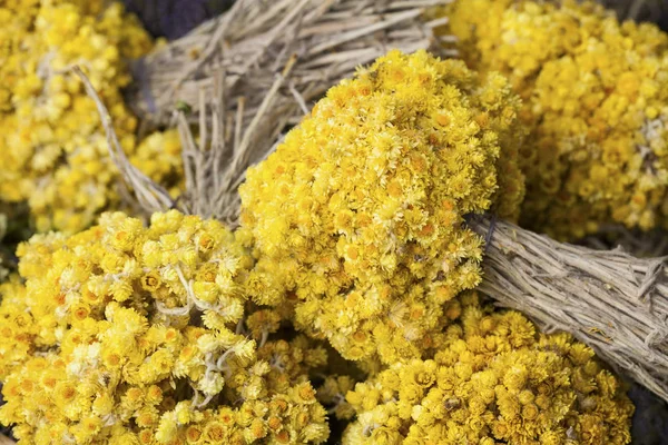 Helichrysum arenarium( dwarf everlast or immortelle) flowers — Stock Photo, Image