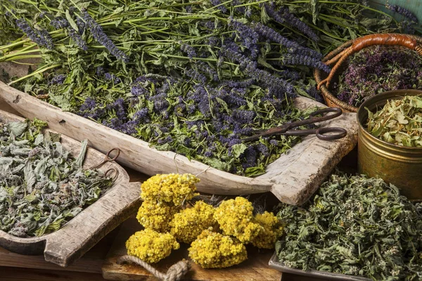 Various dried medical herbs — Stock Photo, Image