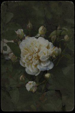 Görüntü Vintage gül