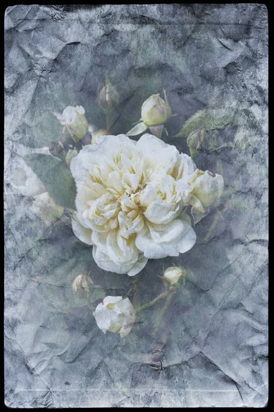 Bilden av vintage Rose — Stockfoto