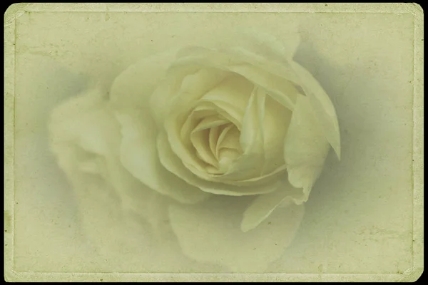 Image of vintage Rose — Stock Photo, Image