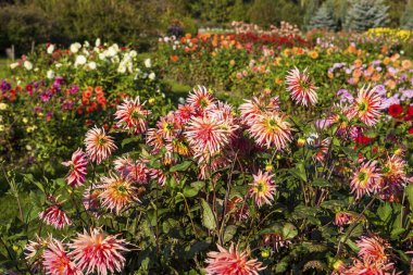 Yıldızçiçekleri sonbahar bahçe