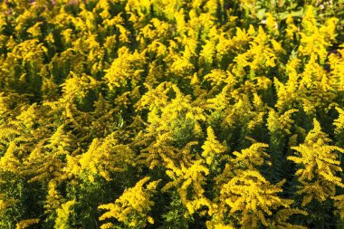 Çiçek açan altın başak (Solidago canadensis)