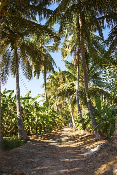 阿曼塞拉莱附近的香蕉和棕榈种植园 — 图库照片