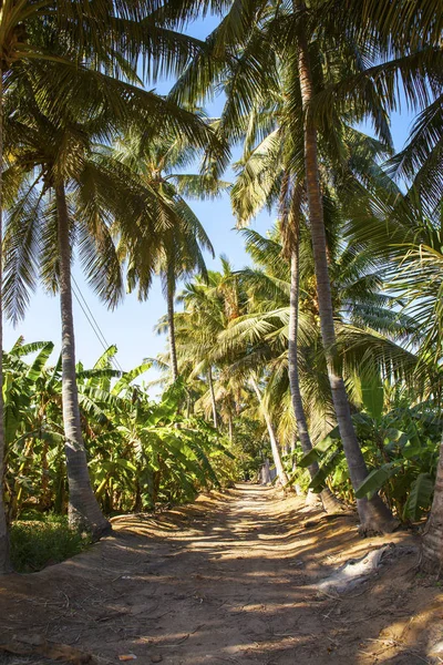 Μπανάνα Και Φοίνικες Plantation Κοντά Σαλαλάχ Ομάν — Φωτογραφία Αρχείου