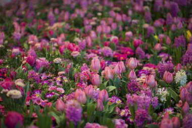 Renkli laleler, Hyacinthus, Narcissus, Primula, Ranunculus Uluslararası Grune Woche, Messe Berlin, 2020