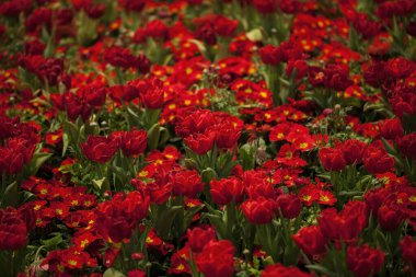 Kırmızı laleler ve kırmızı başörtüsü çiçeği yatağı