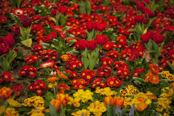 Blooming Tulip Primula Flower Bed Spring Garden — Stock Photo, Image