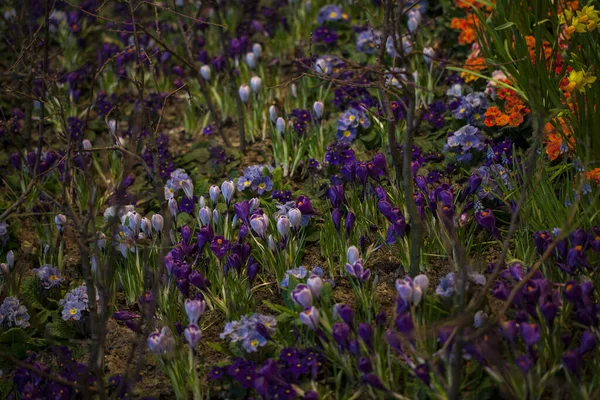 Beautiful Background Blooming Crocus Bluebells Primula Flower Bed — Stock Photo, Image