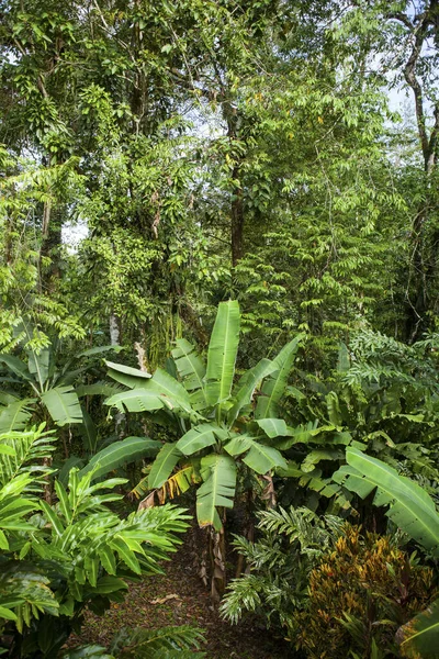 Plantas Jardim Costa Rica — Fotografia de Stock