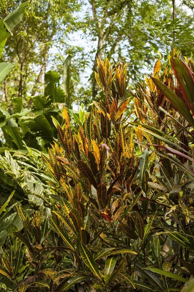 Afbeelding Van Croton Plant Tuinen Van Costa Rica — Stockfoto