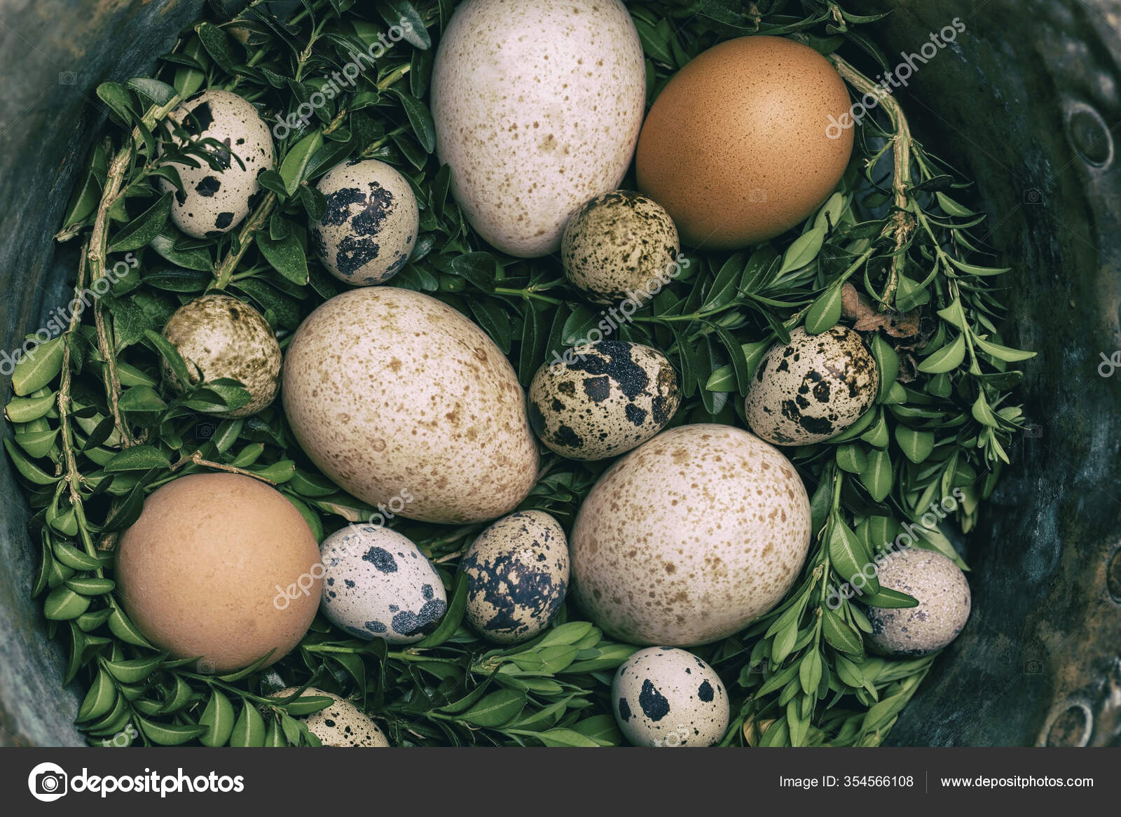 Turkey Hen Eggs