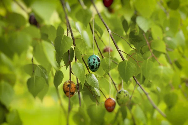 Colored Easter Quail Eggs Hanging Birch Branch Easter Concept — Stock Photo, Image