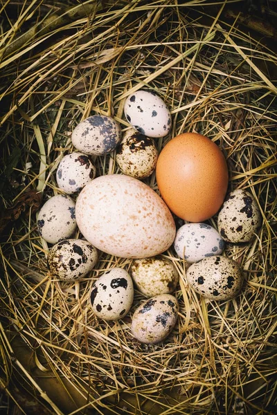 Pollo Vintage Tacchino Uova Quaglia Una Ciotola Legno — Foto Stock