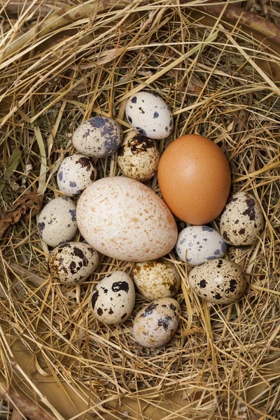 Pollo Vintage Tacchino Uova Quaglia Una Ciotola Legno — Foto Stock