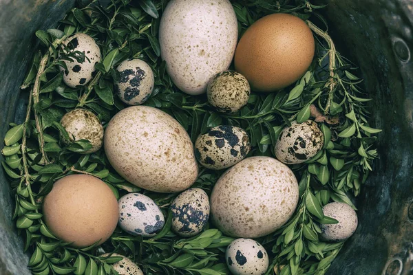 Tahta Bir Kasede Klasik Tavuk Hindi Bıldırcın Yumurtası Paskalya Konsepti Telifsiz Stok Imajlar