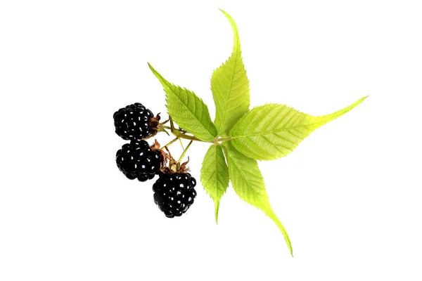 Blackberry on a white background top view of a flat style summer fresh berries — Stock Photo, Image