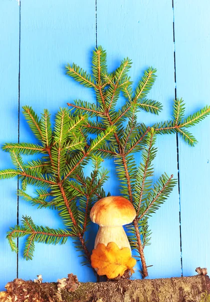 Champignon blanc sous l'épinette sur un fond en bois style plat vue du dessus de la couverture forestière du livre magazine — Photo