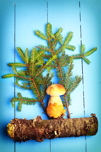 Cogumelo branco sob abeto em um estilo de fundo de madeira vista superior plana da cobertura florestal do livro de revista — Fotografia de Stock
