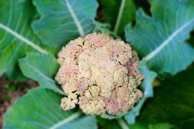 Karnabahar Bahçe seçici odak içinde