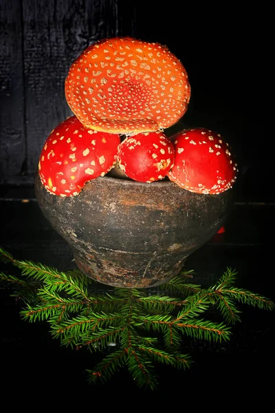 Mosca venenosa cogumelos agáricos em um pote de ferro fundido cinza vintage em um ingrediente de fundo de madeira preta para poções mágicas — Fotografia de Stock